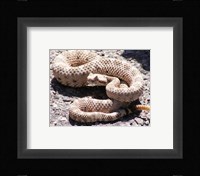 Rattlesnake Fine Art Print