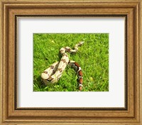 Red Tail Boa Constrictor Fine Art Print