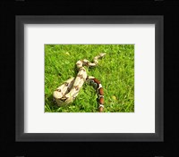 Red Tail Boa Constrictor Fine Art Print
