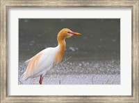 Red-Flush Cattle Egret Fine Art Print