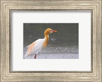 Red-Flush Cattle Egret Fine Art Print
