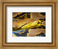 Reticulated Python Fine Art Print
