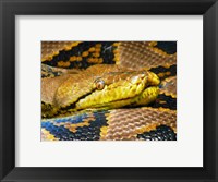 Reticulated Python Fine Art Print