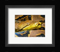 Reticulated Python Fine Art Print