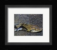 Reticulated Python Head Fine Art Print