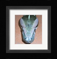 Rock Python Head Fine Art Print