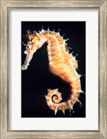 Seahorse In Color Fine Art Print