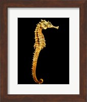 Seahorse Skeleton Macro Fine Art Print