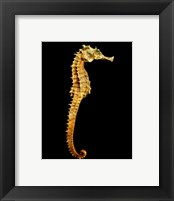 Seahorse Skeleton Macro Fine Art Print