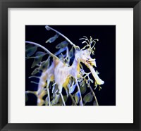 Seahorse Photograph Fine Art Print