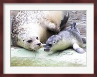 Seals at Antwerp Zoo Fine Art Print