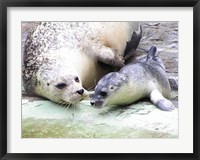 Seals at Antwerp Zoo Fine Art Print