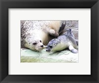 Seals at Antwerp Zoo Fine Art Print