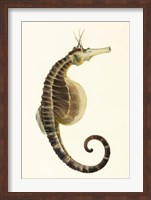 Sketchbook of Fishes, Pot Bellied Seahorse Fine Art Print