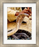 Snake in a Basket Fine Art Print