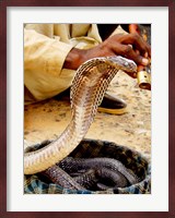 Snake in a Basket Fine Art Print