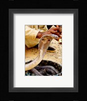 Snake in a Basket Fine Art Print