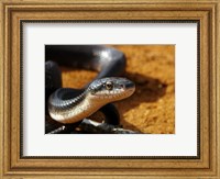 Sunlit Snake Fine Art Print