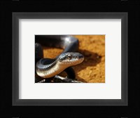Sunlit Snake Fine Art Print