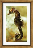 Tan Seahorse Fine Art Print