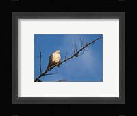 The Dove Above Fine Art Print