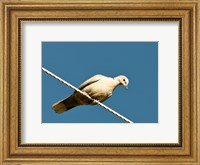 The Early Evening Eurasian Collared Dove Fine Art Print