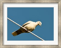 The Early Evening Eurasian Collared Dove Fine Art Print