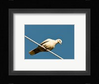 The Early Evening Eurasian Collared Dove Fine Art Print