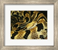 Timber Rattlesnake Fine Art Print