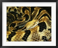 Timber Rattlesnake Fine Art Print