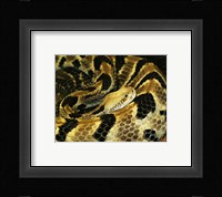 Timber Rattlesnake Fine Art Print