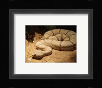 Viper photograph Fine Art Print
