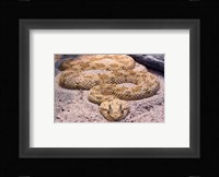 Viper Fine Art Print