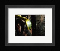 Western Green Mamba Fine Art Print