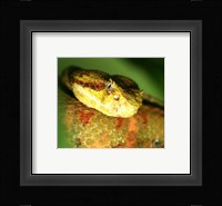 Yellow Eyelash Viper up close Fine Art Print