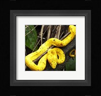Yellow Eyelash Viper Fine Art Print