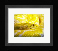 Yellow Python Fine Art Print