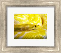 Yellow Python Fine Art Print
