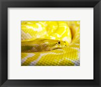 Yellow Python Fine Art Print