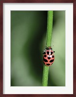 Ladybug Fine Art Print
