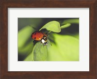 Close-up of a ladybug on a leaf Fine Art Print