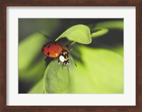 Close-up of a ladybug on a leaf Fine Art Print