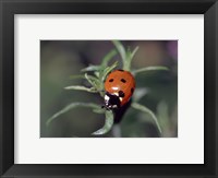 Close-up of a ladybug on leaves Fine Art Print