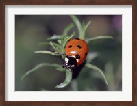 Close-up of a ladybug on leaves Fine Art Print