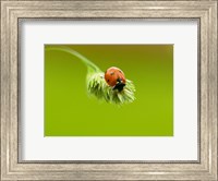 Close-up of a ladybug on a flower Fine Art Print