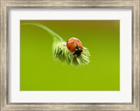 Close-up of a ladybug on a flower Fine Art Print