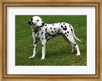 Dalmatian In Field Fine Art Print