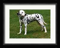 Dalmatian In Field Fine Art Print