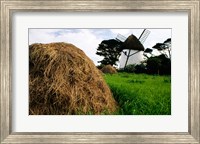 Traditional windmill in a field, Tacumshane Windmill, Ireland Fine Art Print