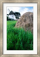 Traditional windmill in a field, Tacumshane Windmill, Tacumshane, Ireland Fine Art Print